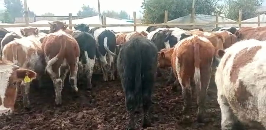 Lote 59 Novillo Engorda en Doñihue, VI  Región O'Higgins