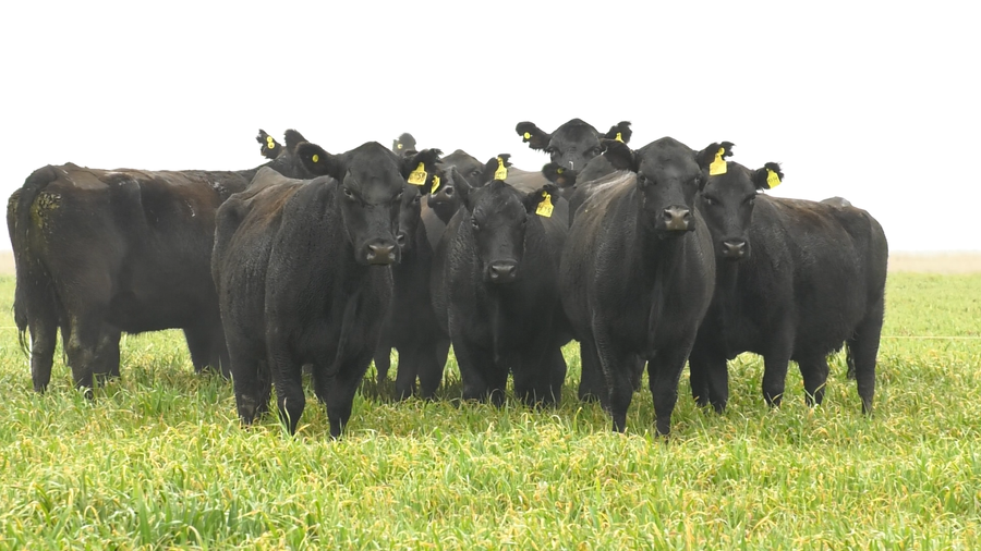 Lote VACAS ANGUS NEGRAS PC C/GTÍA DE PREÑEZ