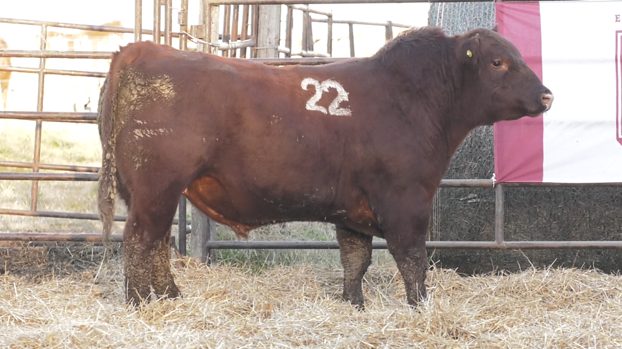 Lote TOROS ANGUS COLORADOS  PC
