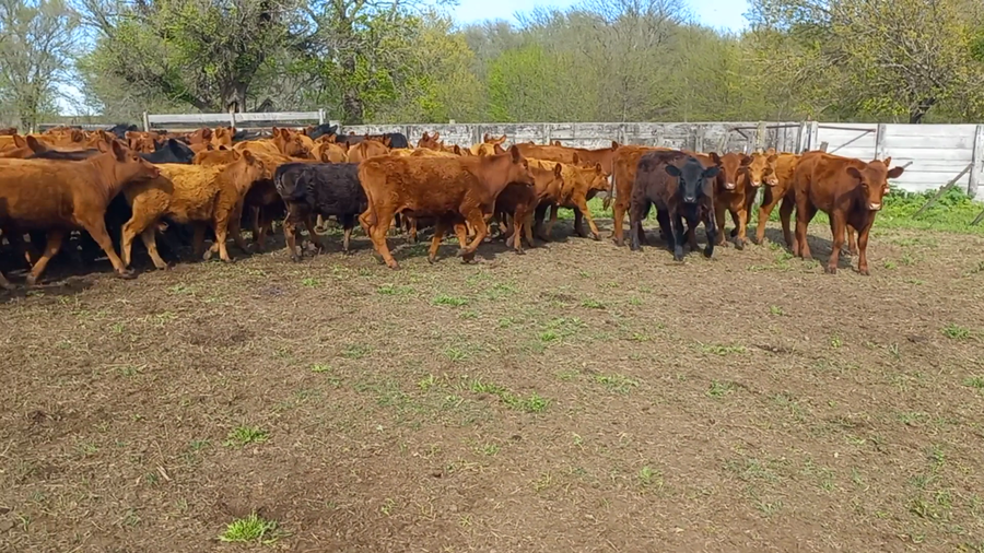 Lote 80 Terneras en Daireaux