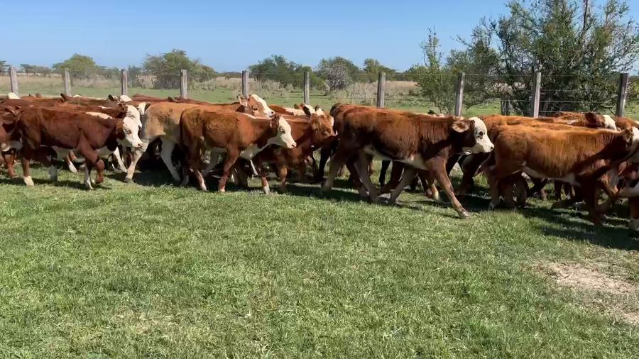 Lote 114 Terneros/as en Mercedes, Corrientes