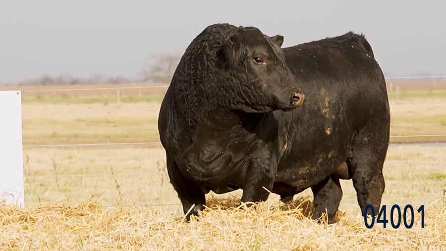 Lote Toro