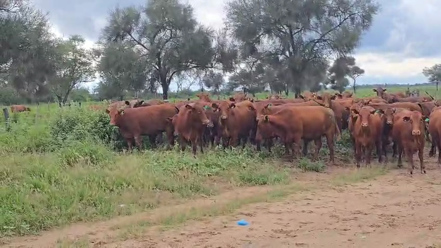 Lote 65 Vaquillonas C/ gtia de preñez