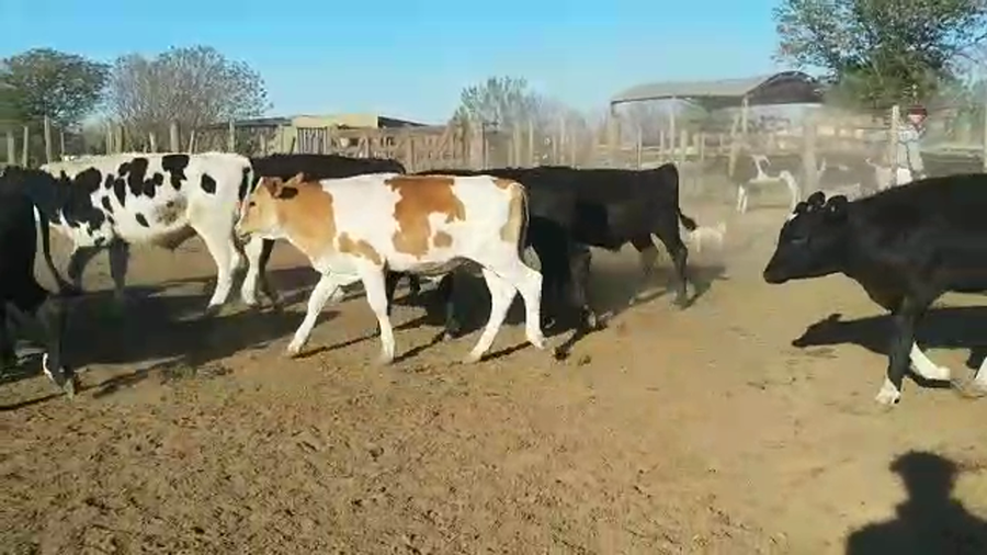 Lote 100 Novillitos Holando Argentino y Jersey en Eusebia, Santa Fe