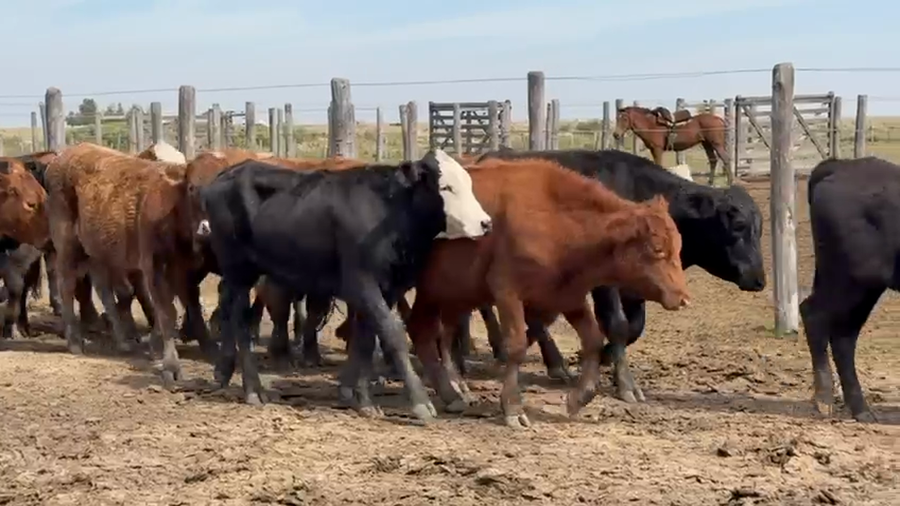 Lote 220 Novillitos