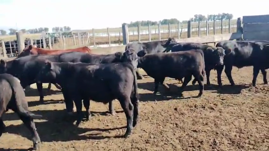 Lote 33 Terneros en Pehuajo