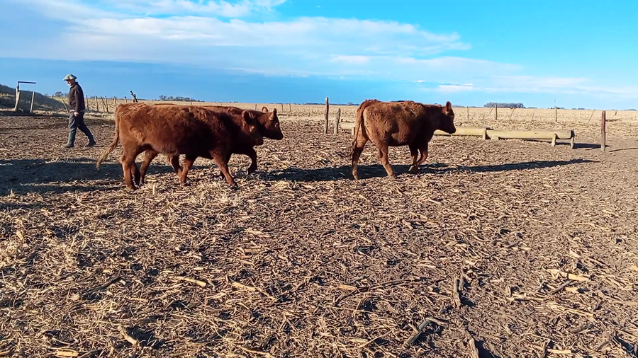 Lote 21 Vaquillonas C/ gtia de preñez en Salazar