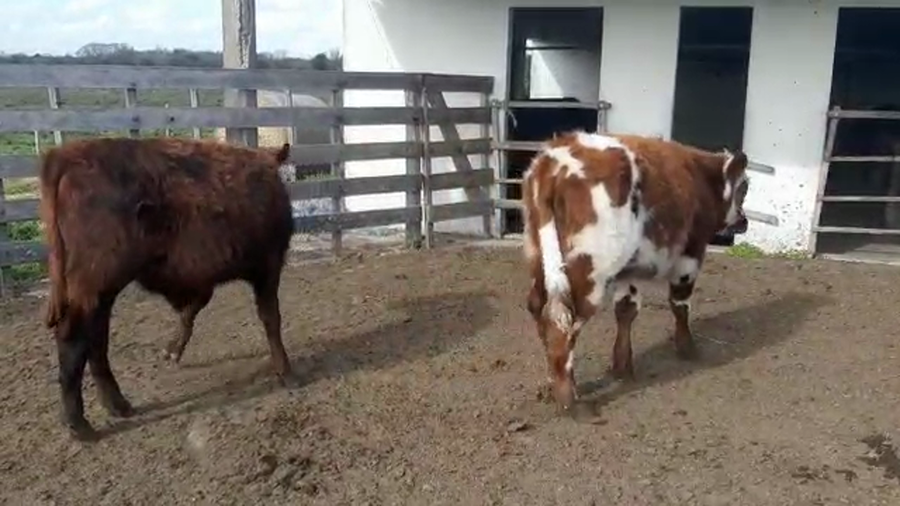 Lote 2 Terneros NORMANDO Y CRUZAS a remate en PANTALLA CAMY 170kg - , San José