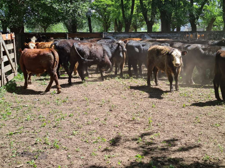 Lote 29 Novillitos en Gral. Lamadrid, Buenos Aires