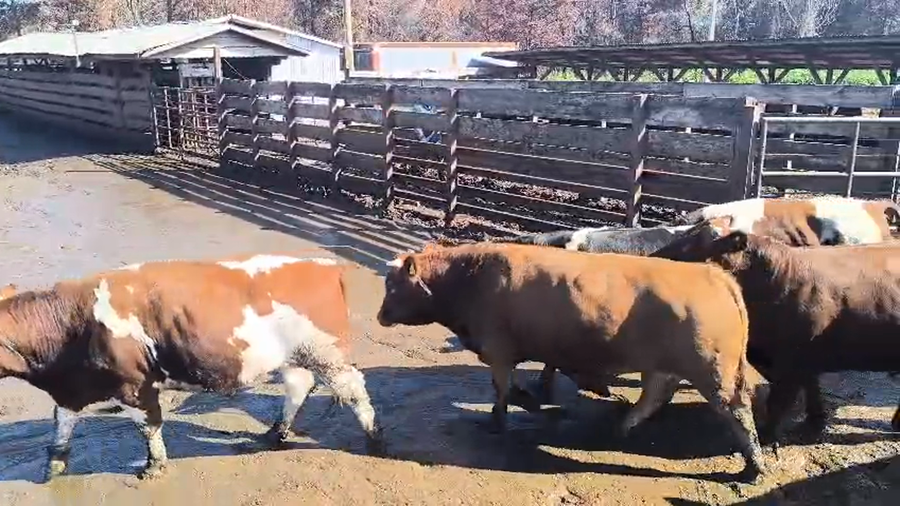 Lote 20 Novillo Gordo en Los Ángeles, VIII Región Biobío