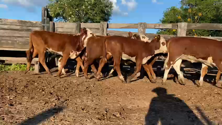 Lote 100 Terneras en Gral. San Martin, Chaco