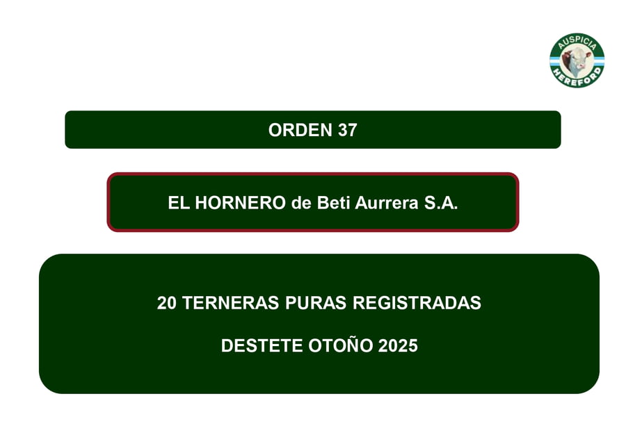 Lote TERNERAS PURAS REGISTRADAS - EL HORNERO