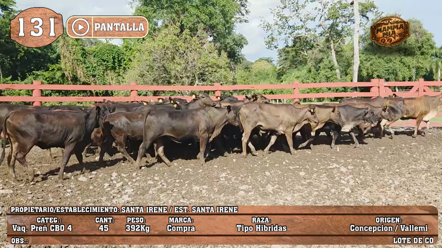 Lote LOTE 131 - PANTALLA