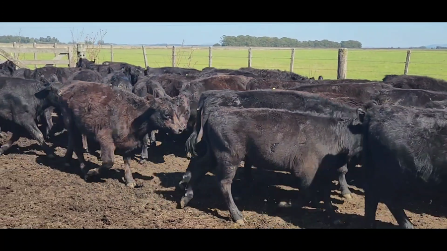 Lote 98 Terneros en Tandil