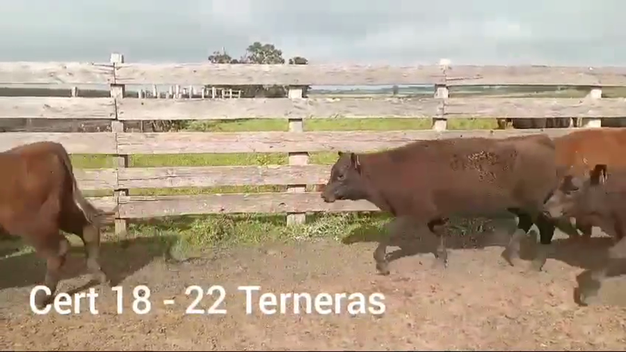 Lote TERNERAS