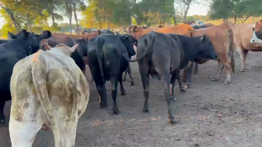 Lote 60 Vacas preñadas