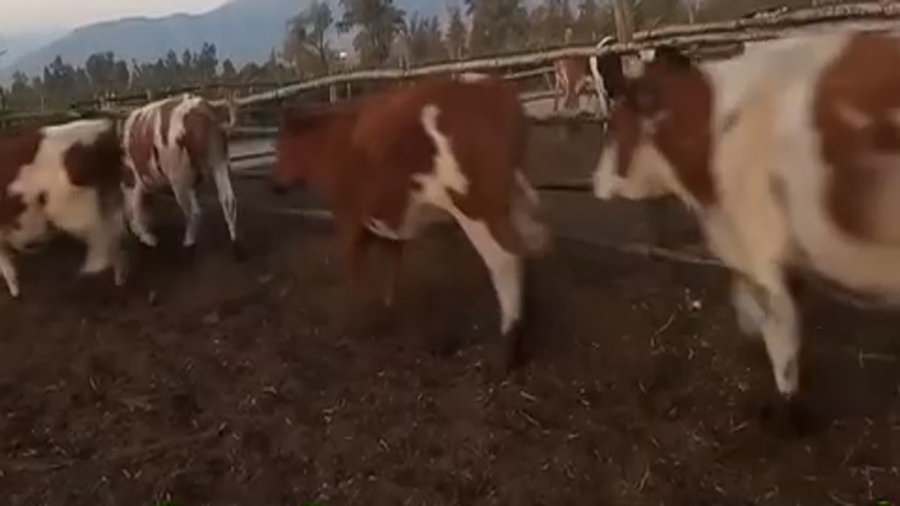 Lote 21 Novillo Engorda en Pirque, Región Metropolitana