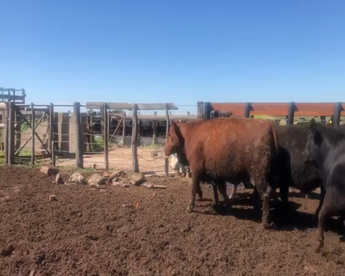 Lote 41 Novillos exportación en Miguel Riglos, La Pampa