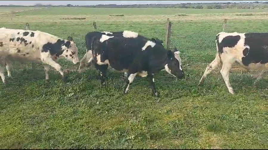 Lote 9 Terneros Holando a remate en Aniversario 115 Años - Camy en Rodriguez