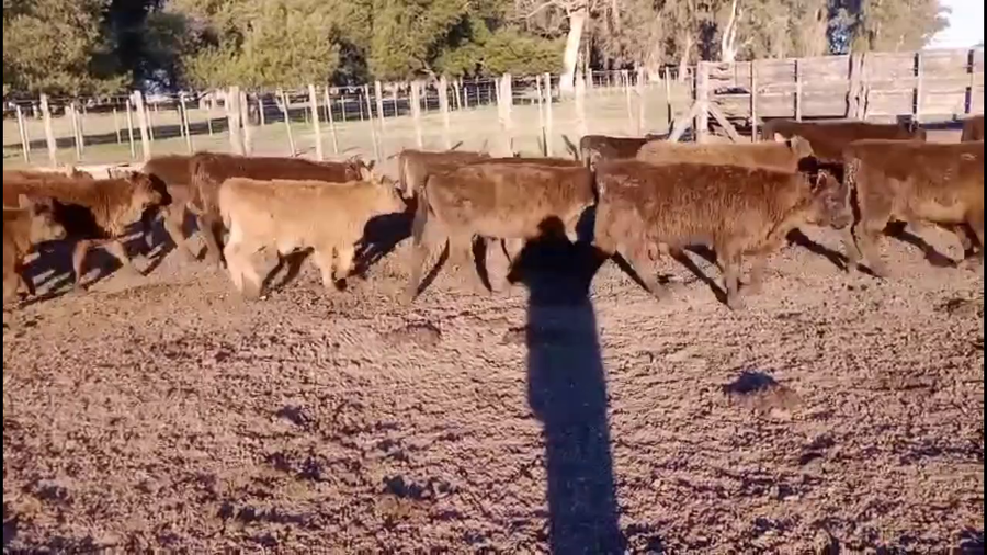 Lote 70 Terneros/as  A TERMINO