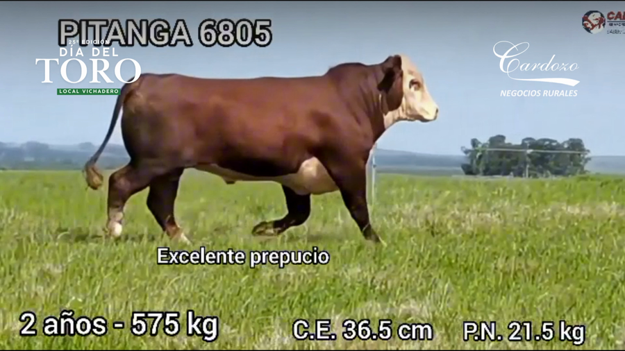 Lote Cabaña de la fe - Braford