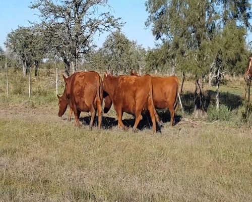 Lote ANGUS “EL CALÁ” de R. Garat Vaquillonas Puras Controladas Preñadas