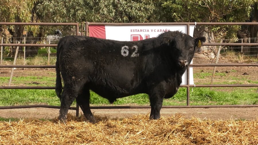 Lote TOROS ANGUS NEGROS PC