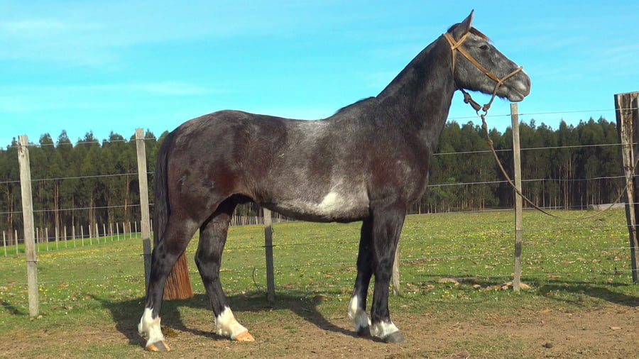 Lote BOHEMIO CHARRUA