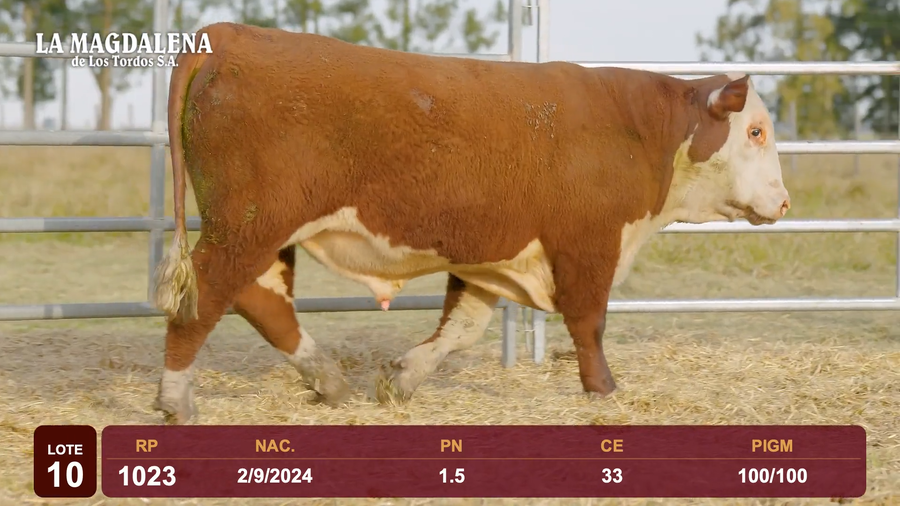 Lote Lote 10 - Hereford