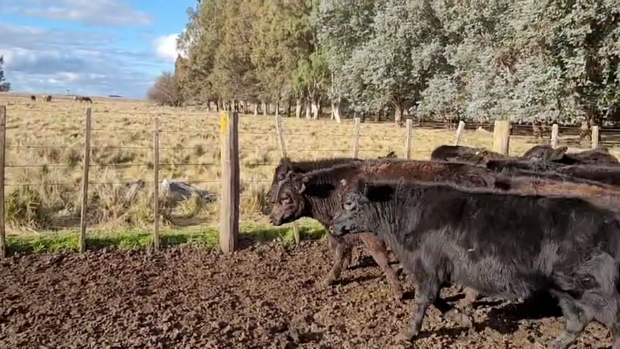 Lote 25 Terneros en Olavarria