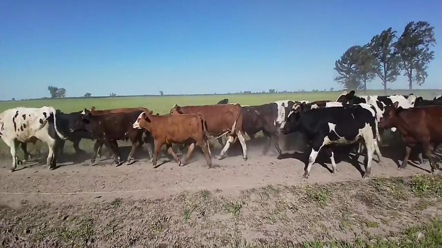Lote 70 Terneros Cruzas en Tacural, Santa Fe