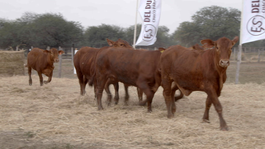 Lote Vaquillas CBO. 1 PREÑADAS