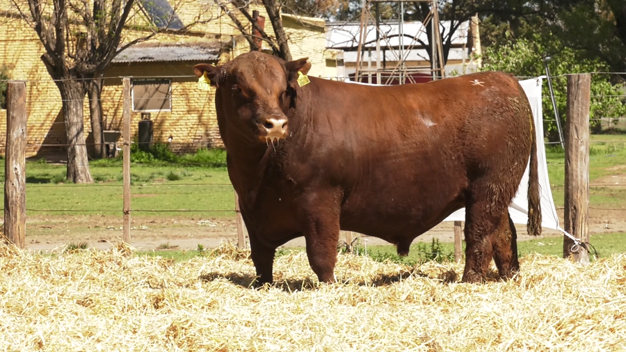 Lote TOROS PUROS CONTROLADOS