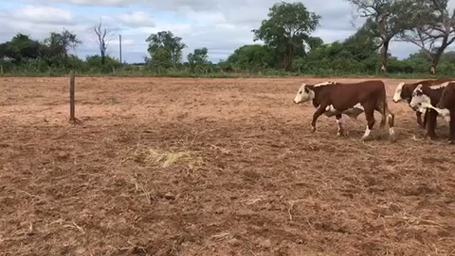 Lote 219 Novillitos en Las Lomitas, Formosa