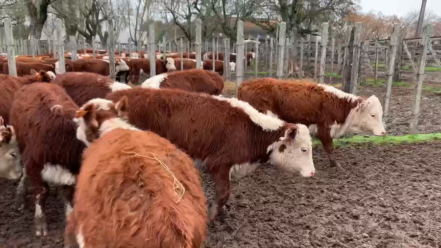 Lote 61 Terneras en Melo, Cerro Largo