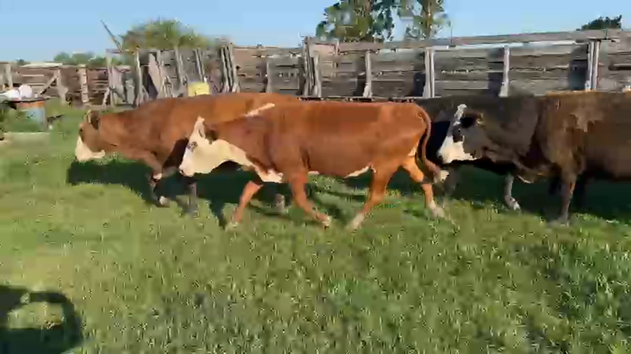 Lote 35 Vacas CUT preñadas