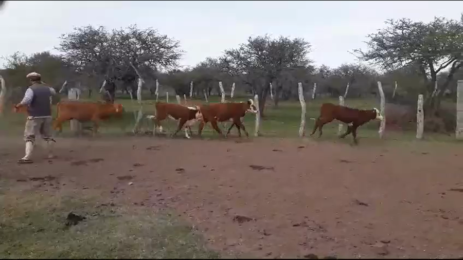 Lote 150 Terneros/as en Corrientes, Mercedes