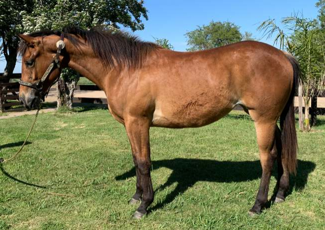 Lote L.A HOLLYWOOD QUEEN