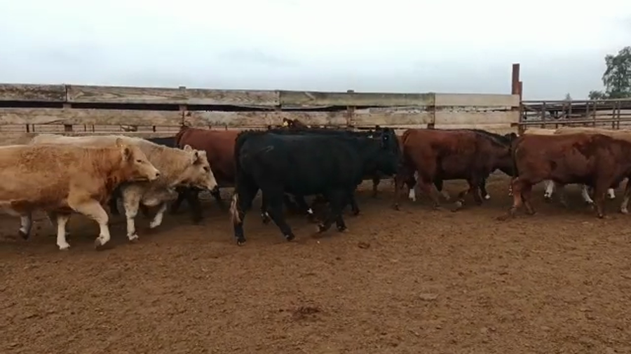 Lote 20 Vaquilla Gorda en Los Ángeles, VIII Región Biobío