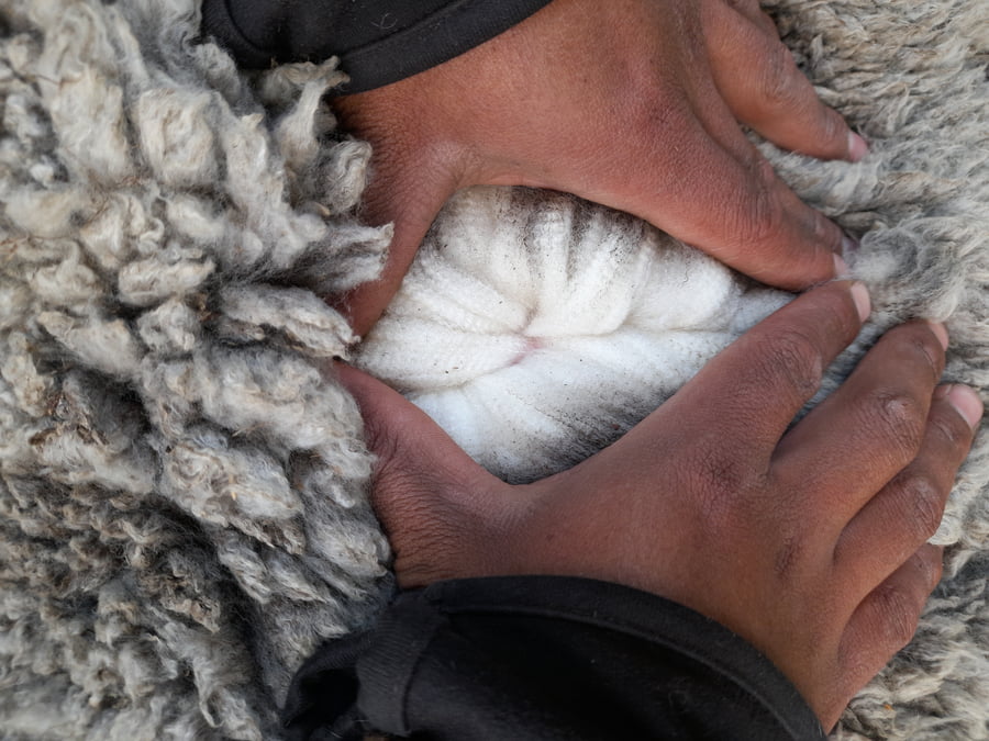 Lote Carnero TOP A, 18-0521