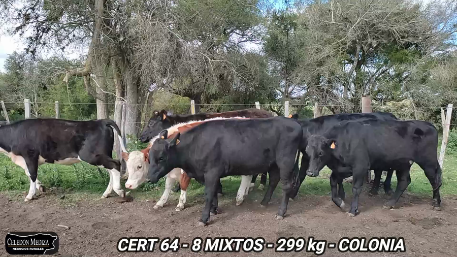 Lote 8 Terneros y Terneras en Artilleros, Colonia