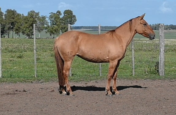 Lote HG COLINA