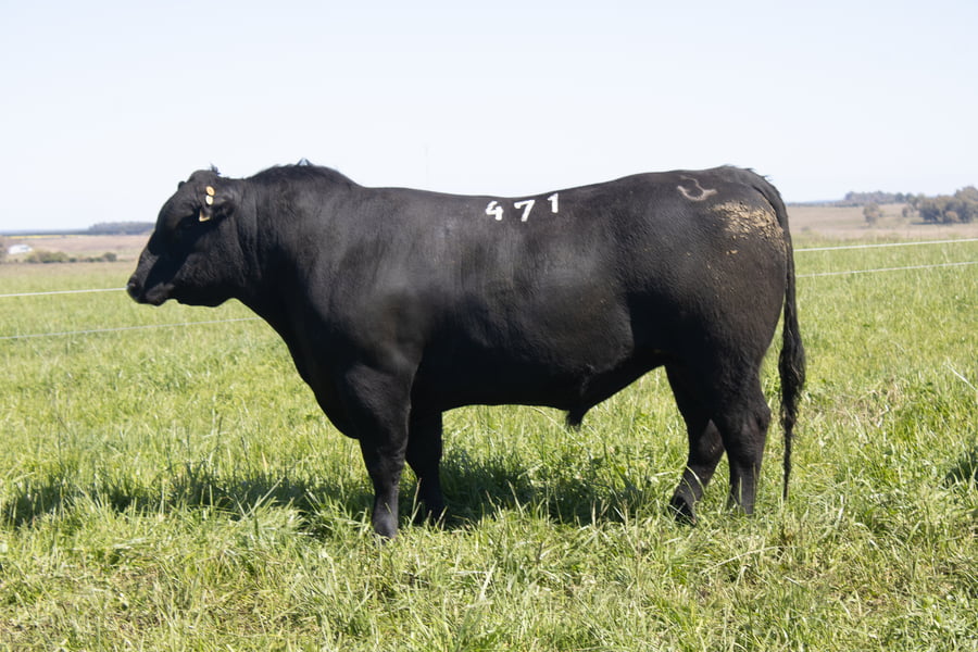 Lote 39