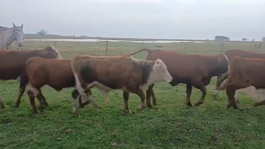 Lote 140 Terneros/as