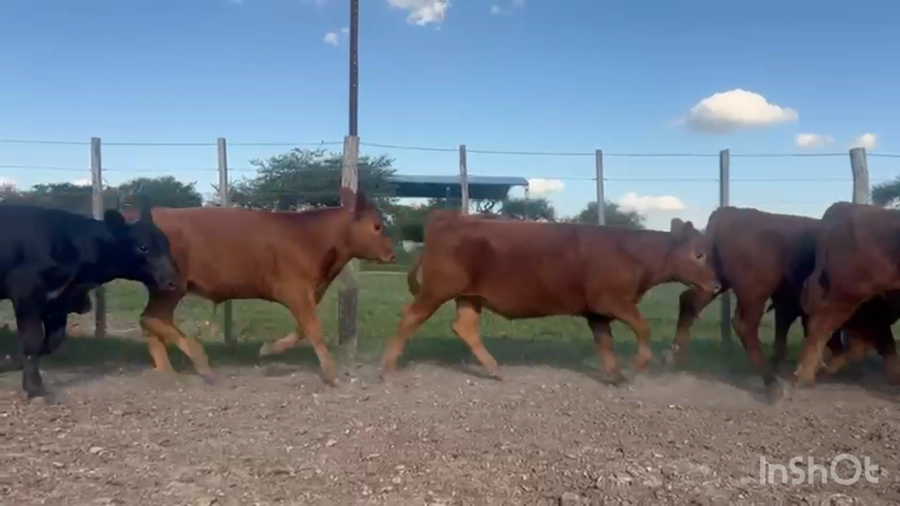 Lote 80 Terneros