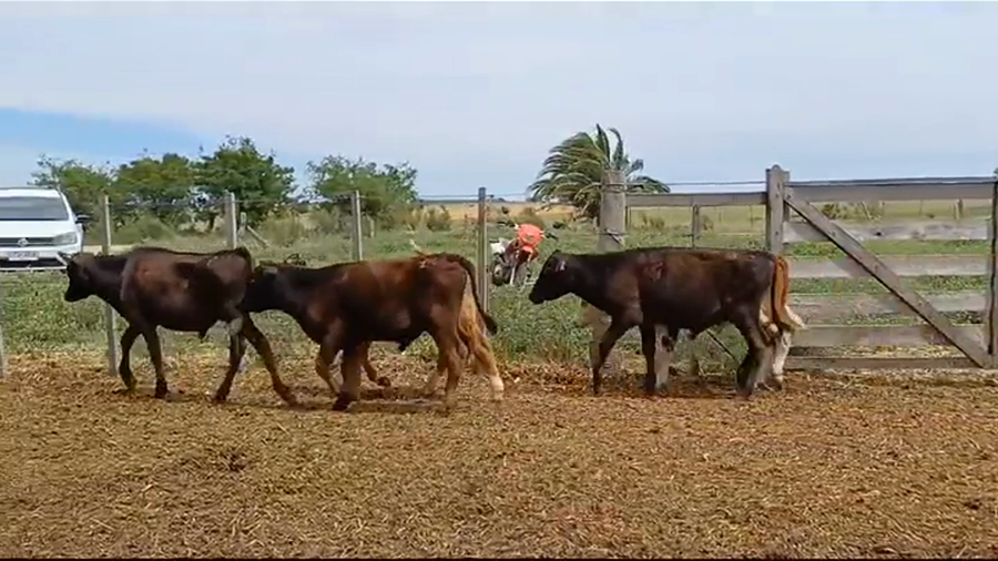 Lote (Vendido)5 Terneros 3 ANGUS/ HOLANDO - 2 HEREFORD a remate en #39 Pantalla Carmelo 90kg -  en PIEDRA CHATA