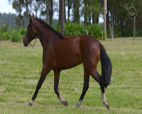 Lote El Gavilán Nutria (RP 446) Cabaña "El Gavilán"