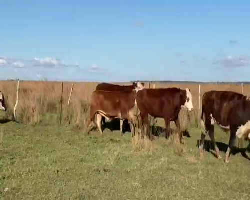 Lote 80 Novillitos en Saladas, Corrientes
