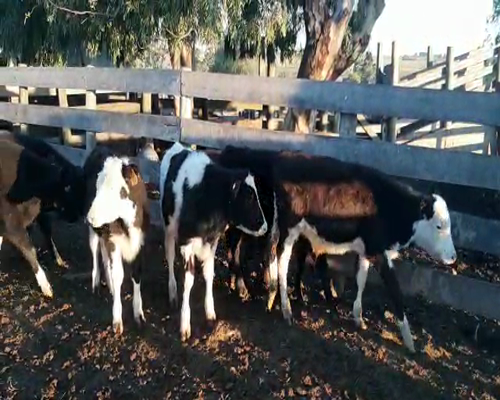 Lote 12 Terneros y Terneras 120kg - , San José