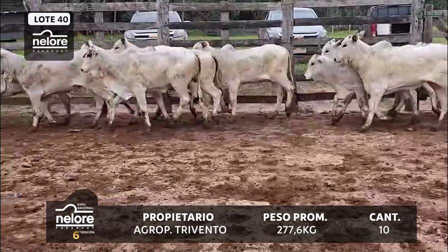 Lote LOTE 40